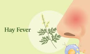 Ultimate Guide to Hay Fever Relief: What Works?